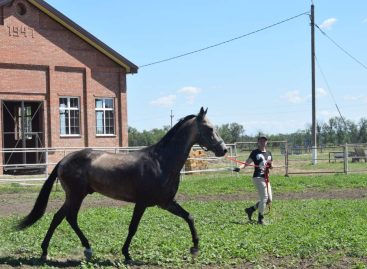 В конезаводе им. Будённого в Сальском районе ремонтируют конно-спортивную школу