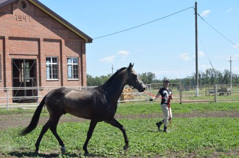 В конезаводе им. Будённого в Сальском районе ремонтируют конно-спортивную школу